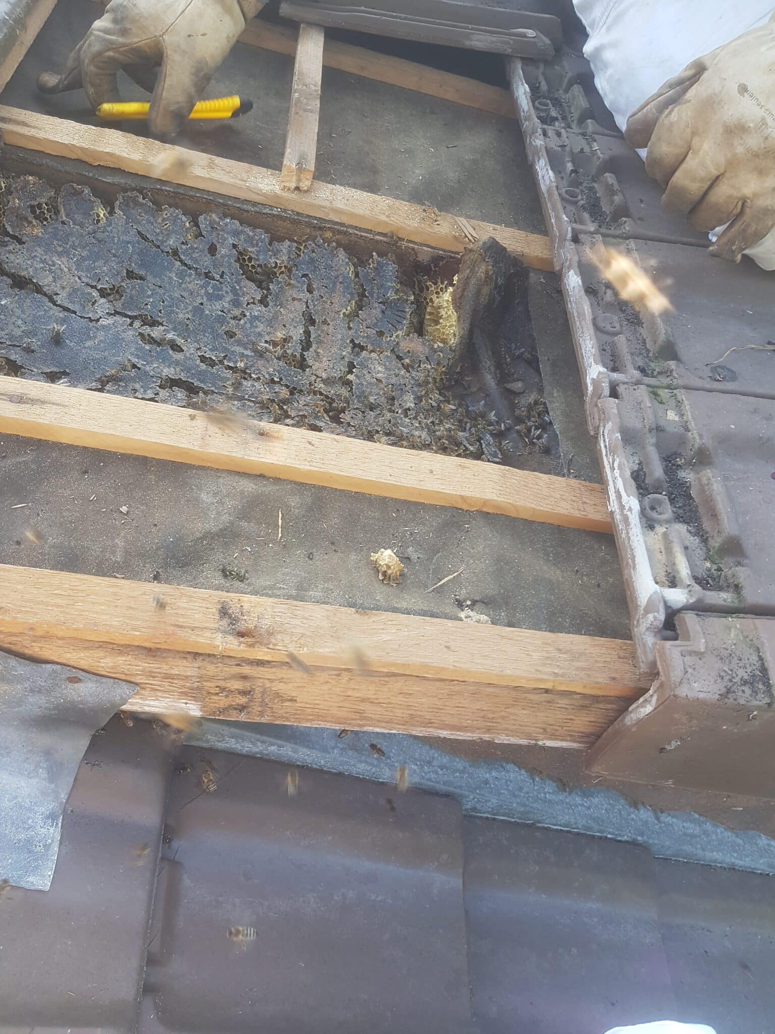 Récupération abeilles, ANF 14